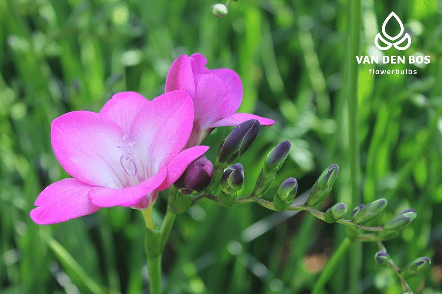 Pink Passion® (Single) - Freesia - Van den Bos Flowerbulbs